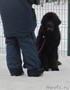 Превью фото № 242012