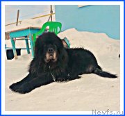 Превью фото № 242032