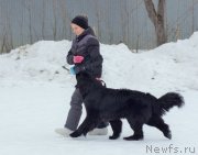 Превью фото № 242035