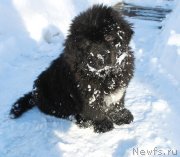 Превью фото № 242056