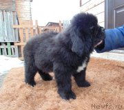 Превью фото № 242060