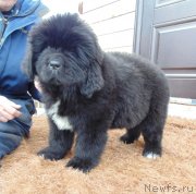 Превью фото № 242063