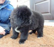 Превью фото № 242064