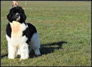 Превью фото № 242073