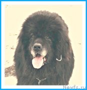 Превью фото № 242083