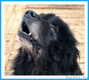 Превью фото № 242085