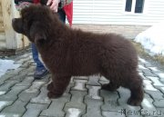 Превью фото № 242090