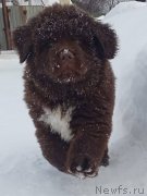 Превью фото № 242092