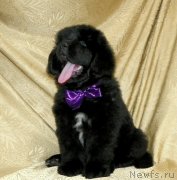 Превью фото № 242094