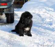 Превью фото № 242109