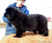 Превью фото № 242126