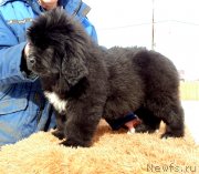 Превью фото № 242128