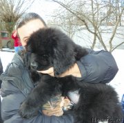 Превью фото № 242134