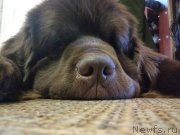 Превью фото № 242146