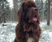 Превью фото № 242153