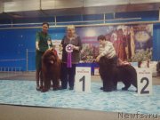 Превью фото № 242179