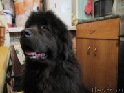 Превью фото № 242203