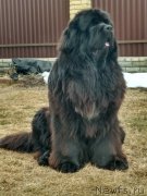 Превью фото № 242228