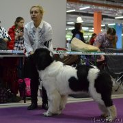 Превью фото № 242256