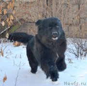 Превью фото № 242304