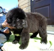 Превью фото № 242316