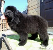 Превью фото № 242318