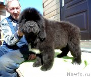 Превью фото № 242319