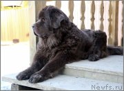 Превью фото № 242345