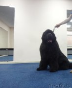 Превью фото № 242387