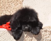 Превью фото № 242435