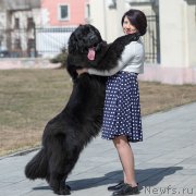 Превью фото № 242445