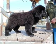 Превью фото № 242447