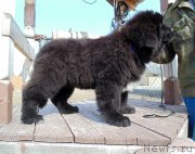 Превью фото № 242448