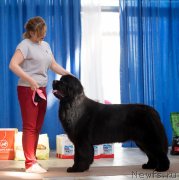 Превью фото № 242465