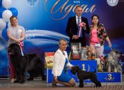 Превью фото № 242467