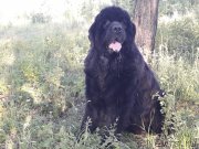 Превью фото № 242473