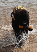 Превью фото № 242496