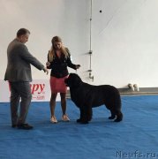 Превью фото № 242541