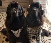 Превью фото № 242580