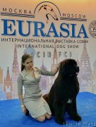 Превью фото № 242611