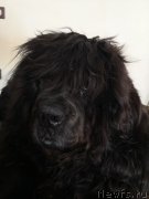 Превью фото № 242618