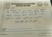 Превью фото № 242619