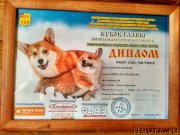 Превью фото № 242620