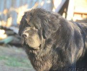 Превью фото № 242634