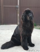 Превью фото № 242652