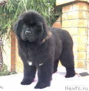 Превью фото № 242700