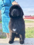 Превью фото № 242702