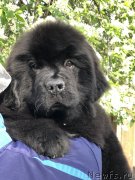 Превью фото № 242709