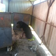 Превью фото № 242710