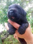 Превью фото № 242715